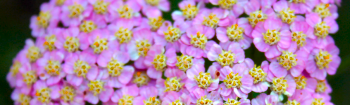 Macro close-up of flowers.