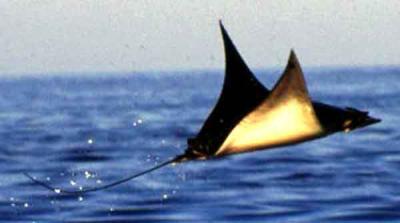 Fly mobula.