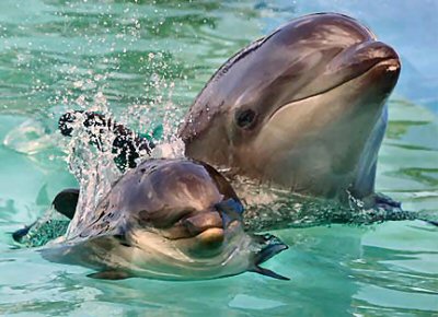 Wholphin mother and calf.