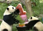 Pandas Tai Shan and Mei Xiang