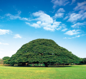 Hitachi Tree, Monalua Gardens